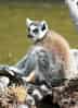 動物図鑑・ワオキツネザルの写真 30